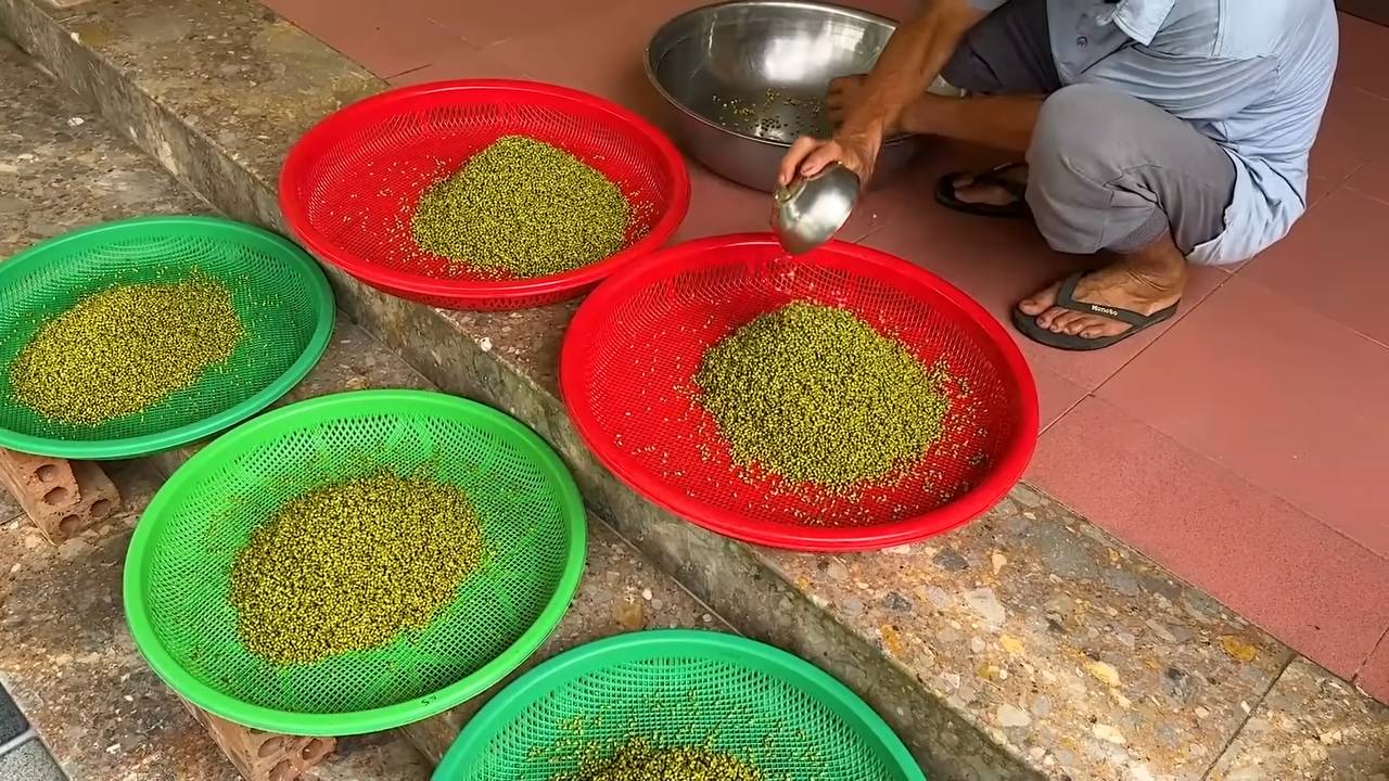 Harvest bean sprouts at home