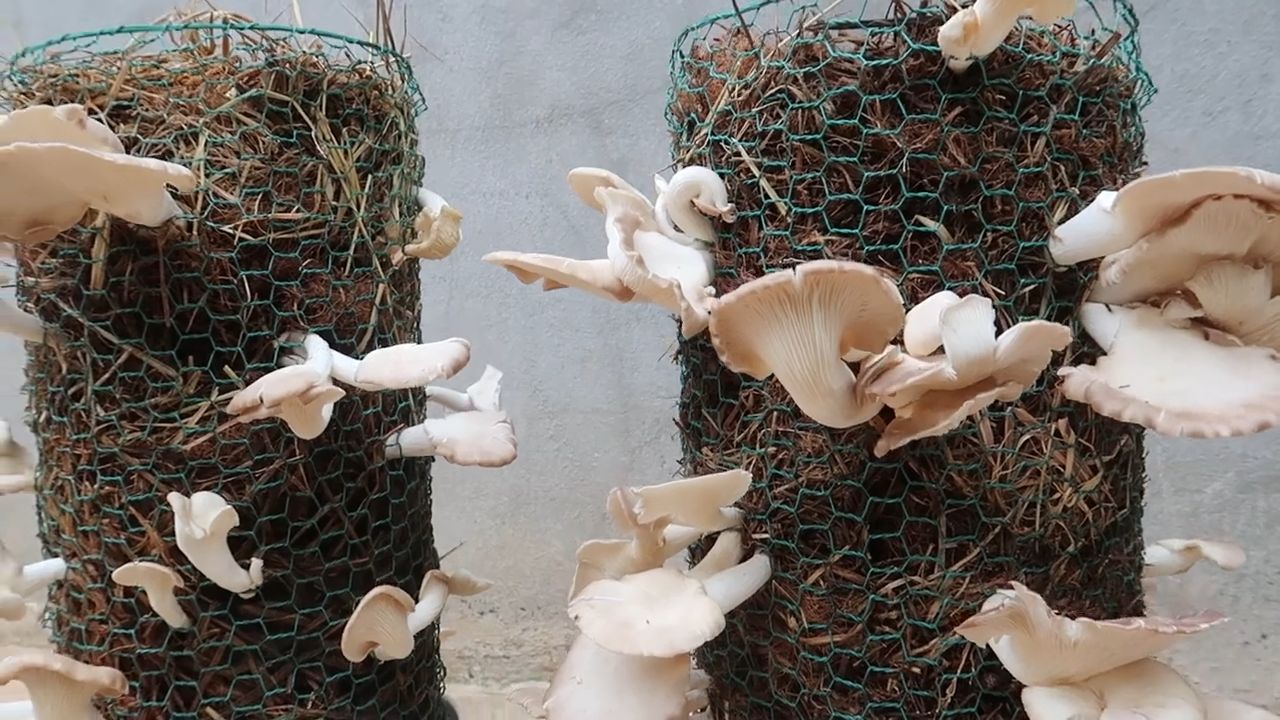 Home Mushroom Growing