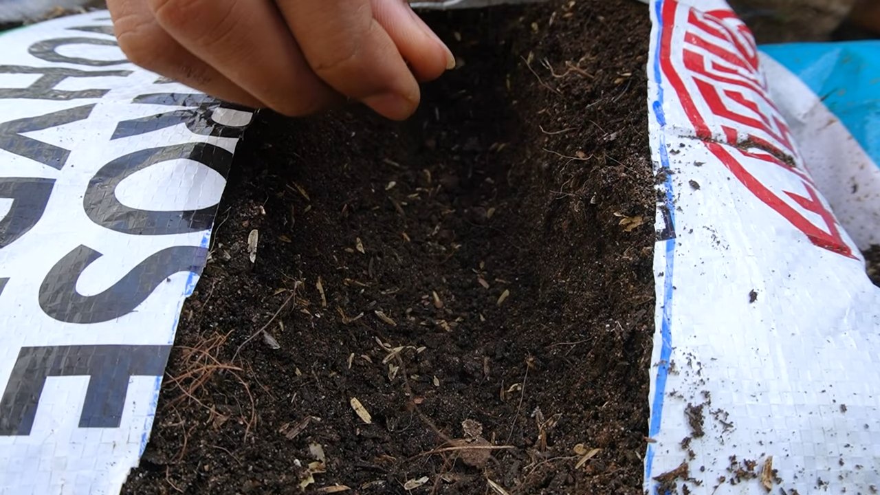 Growing Strawberries for Beginners