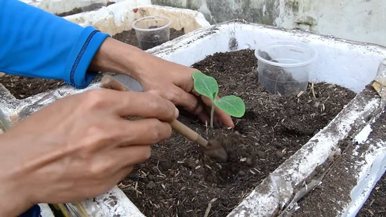 Pumpkin harvest tips