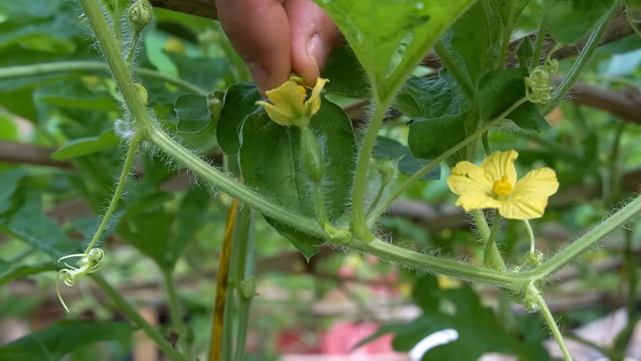 Grow bigger watermelons