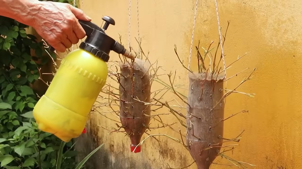 Harvesting Fresh Fish Mint