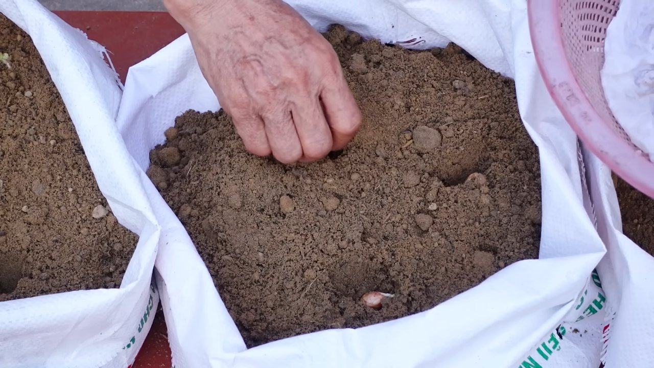 Growing peanuts in foam box