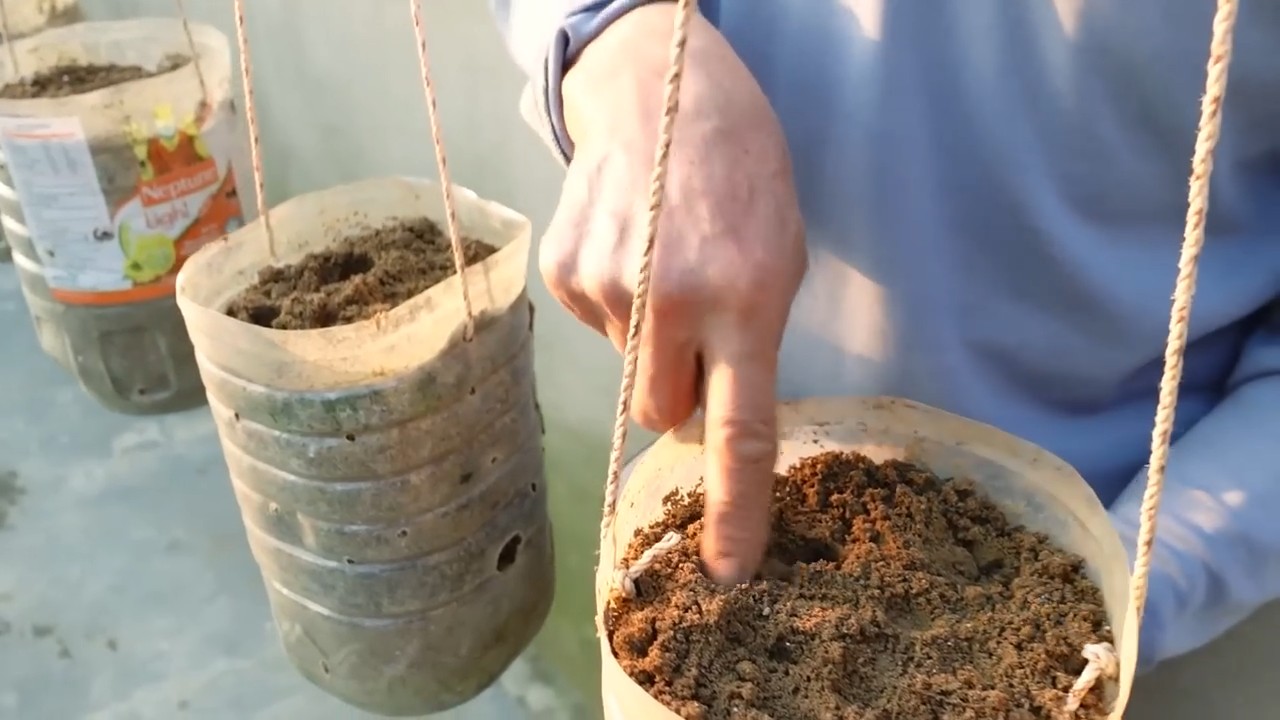 Growing Clean Carrots