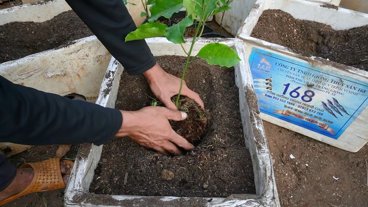 Grow Passion Fruit at Home