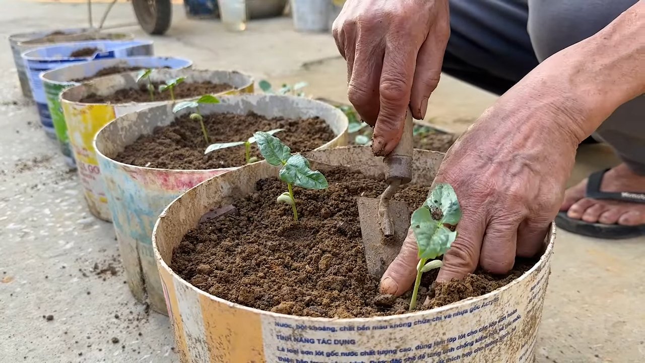 Yardlong bean high yield