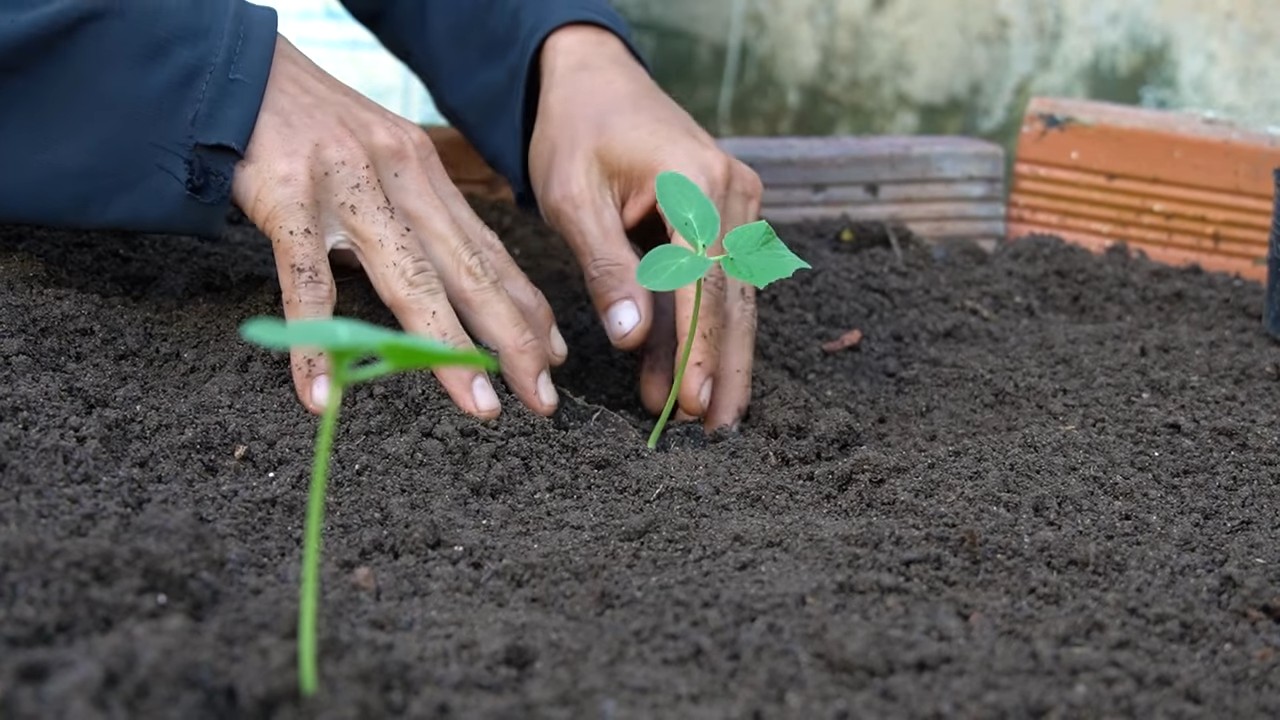 Growing Collard Greens Easily