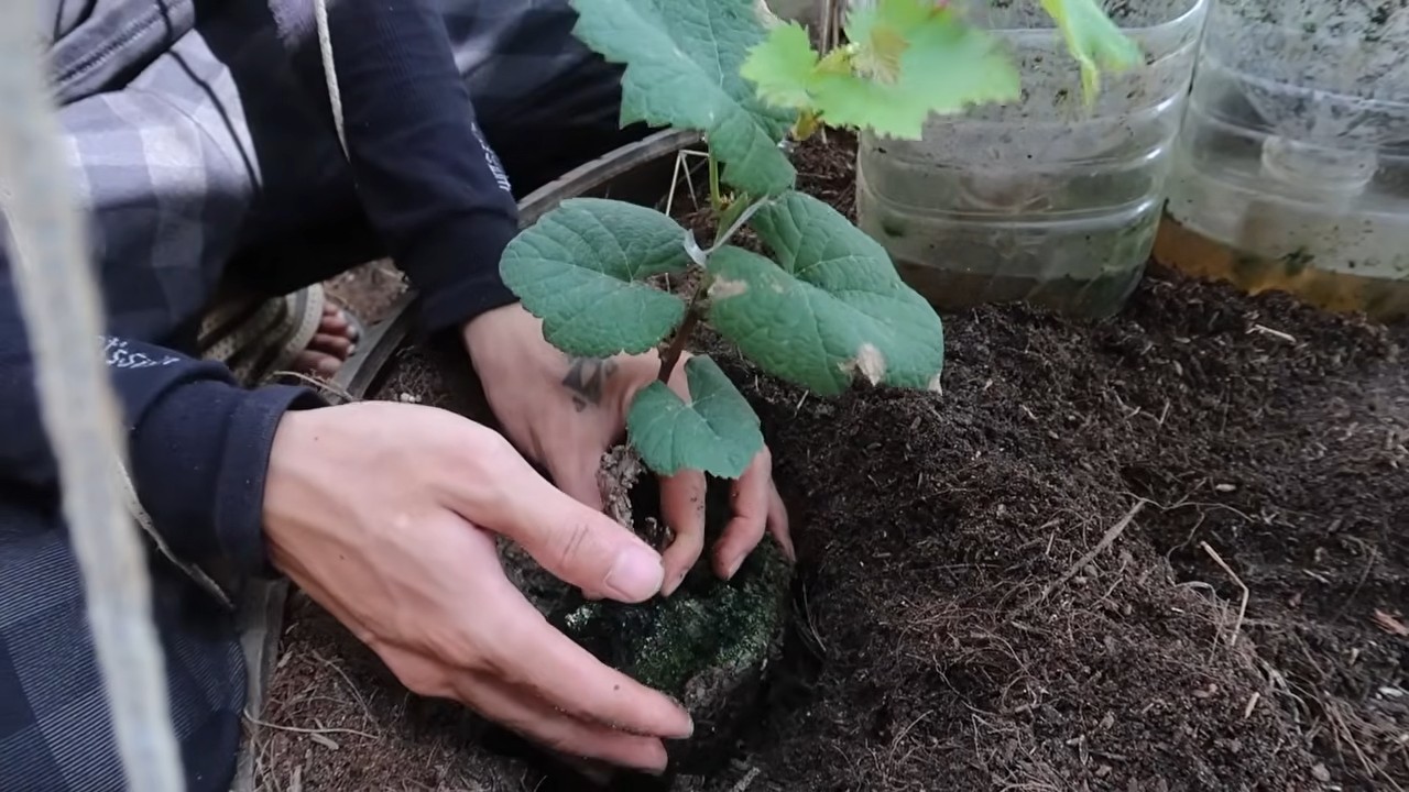 Backyard Vineyard Grape Growing