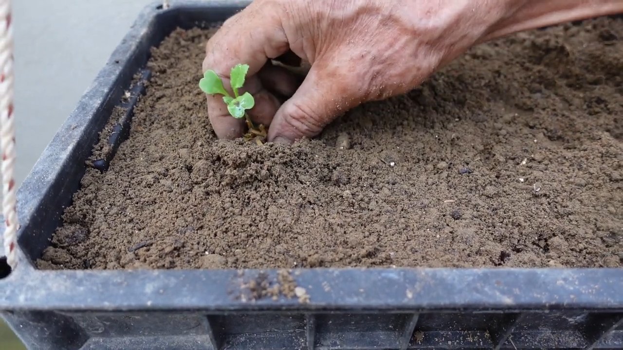 Easy Grow Delicious Home