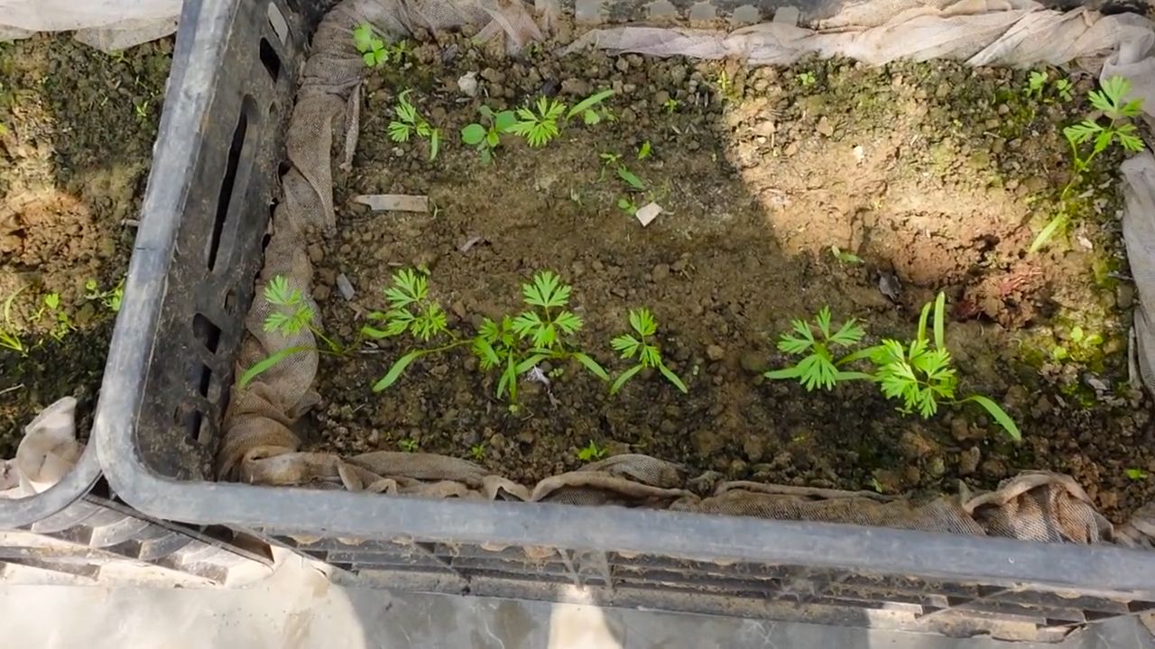 Grow Purple Carrots Harvest