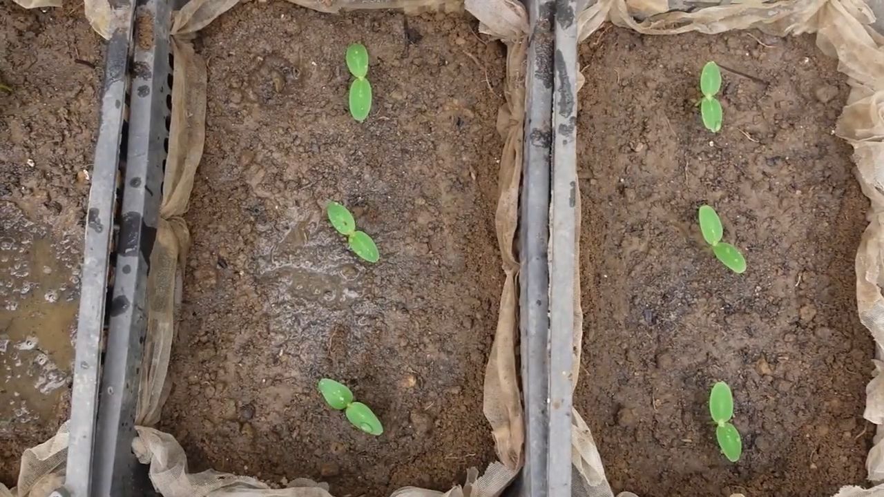 Cucumber growing mistakes