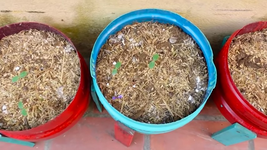 Sweet Honeydew Melon Growing