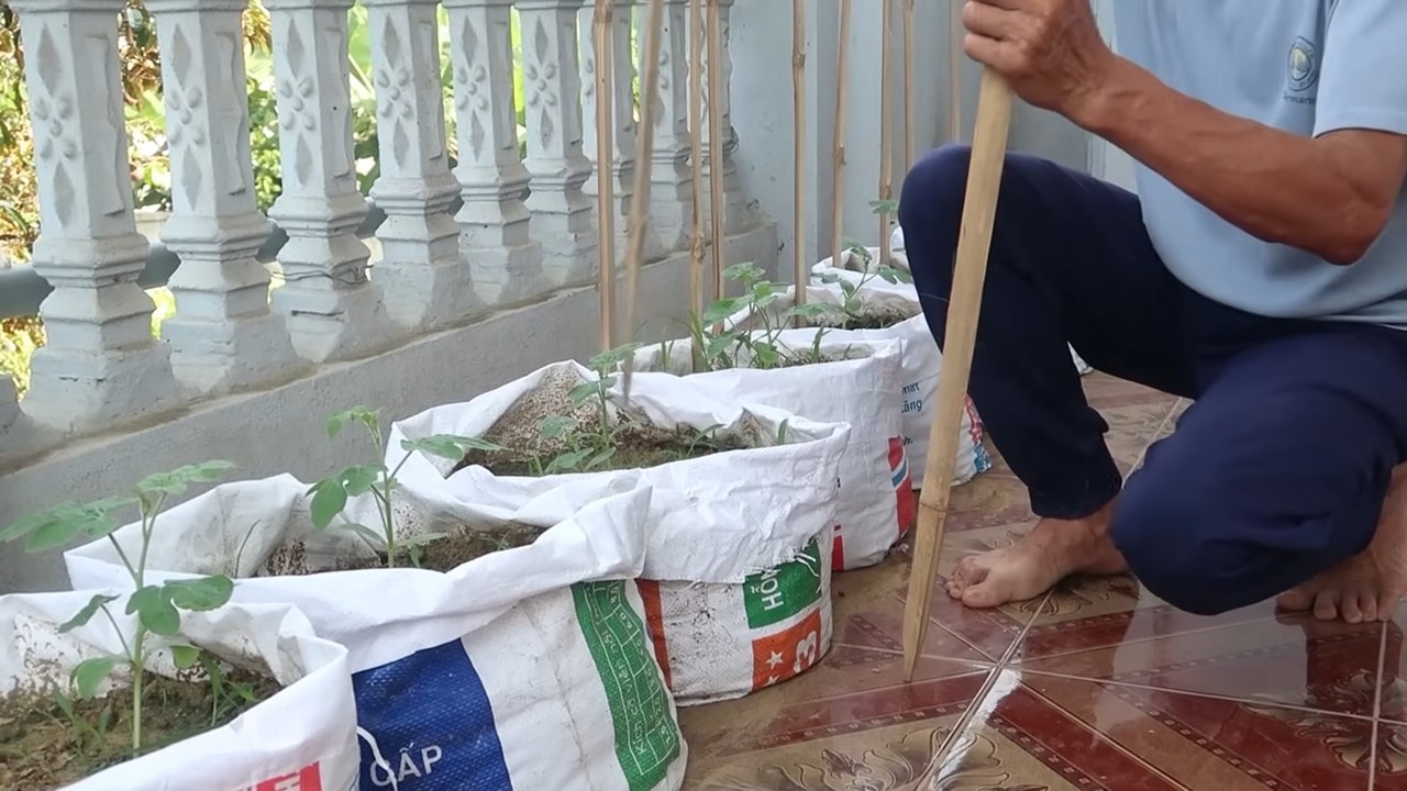 Start watermelons early at home