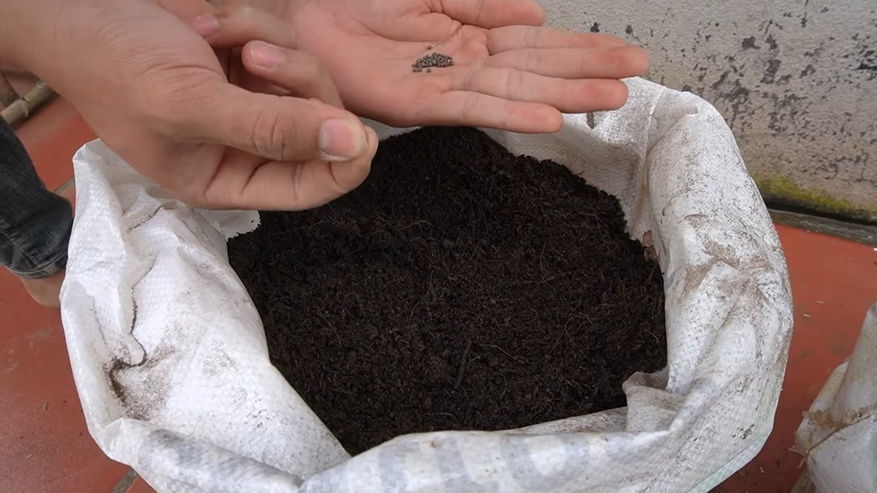 Grow cabbage without garden