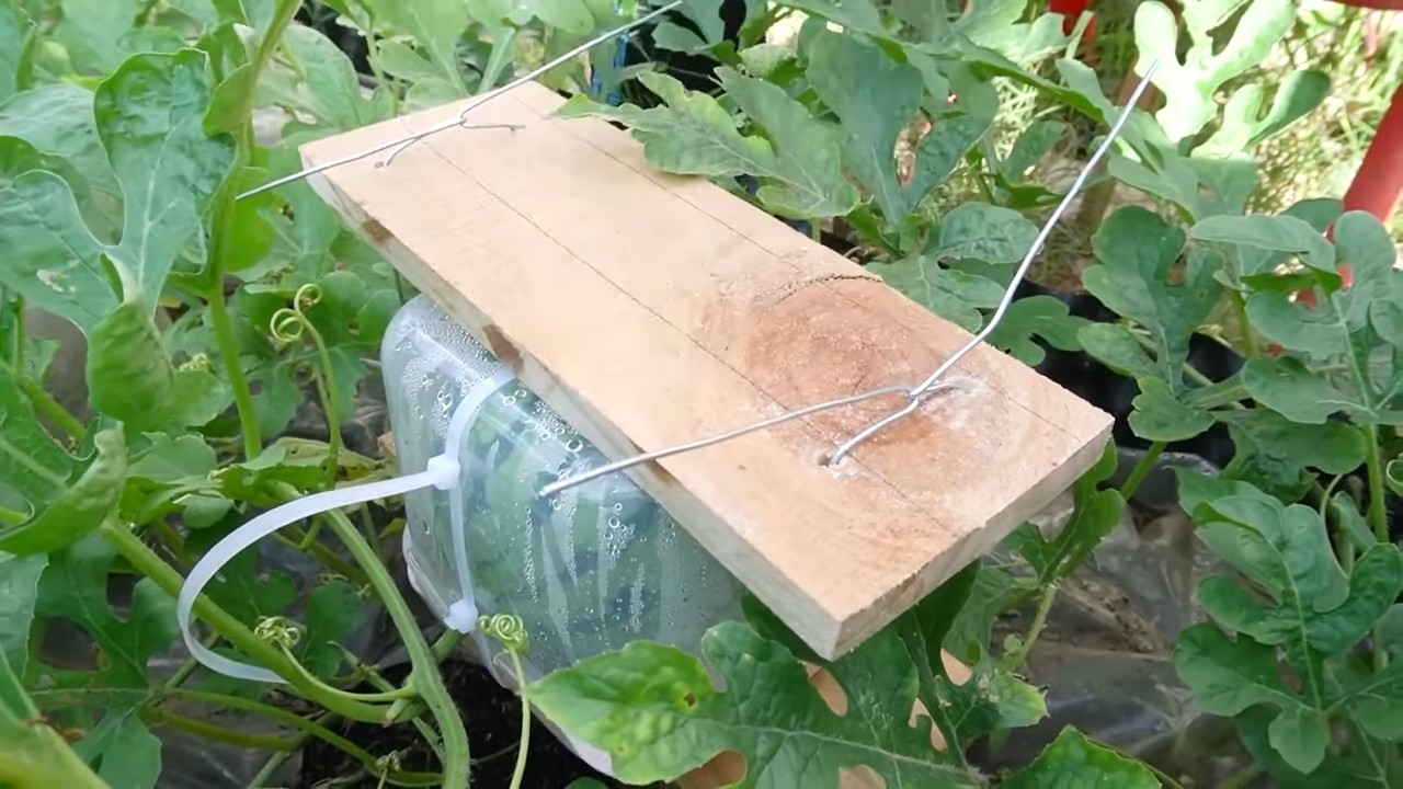 Cucumber yield increase