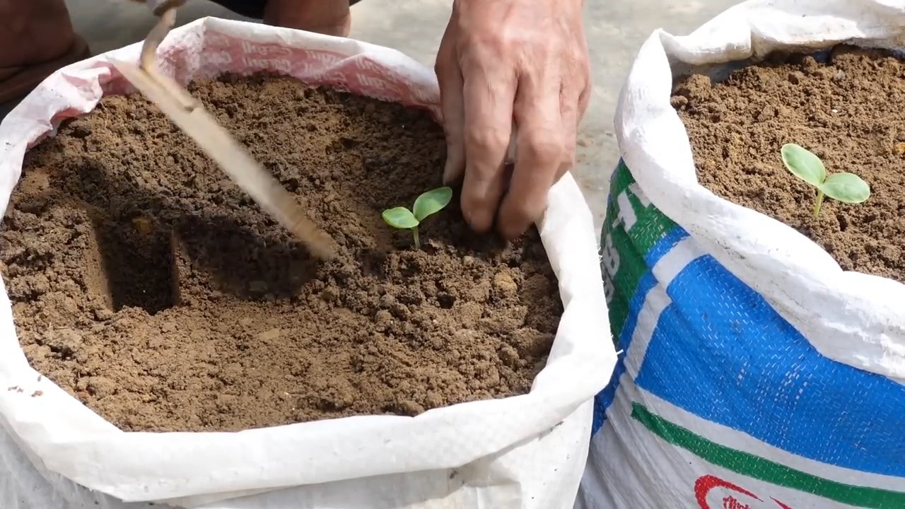 Growing long squash at home