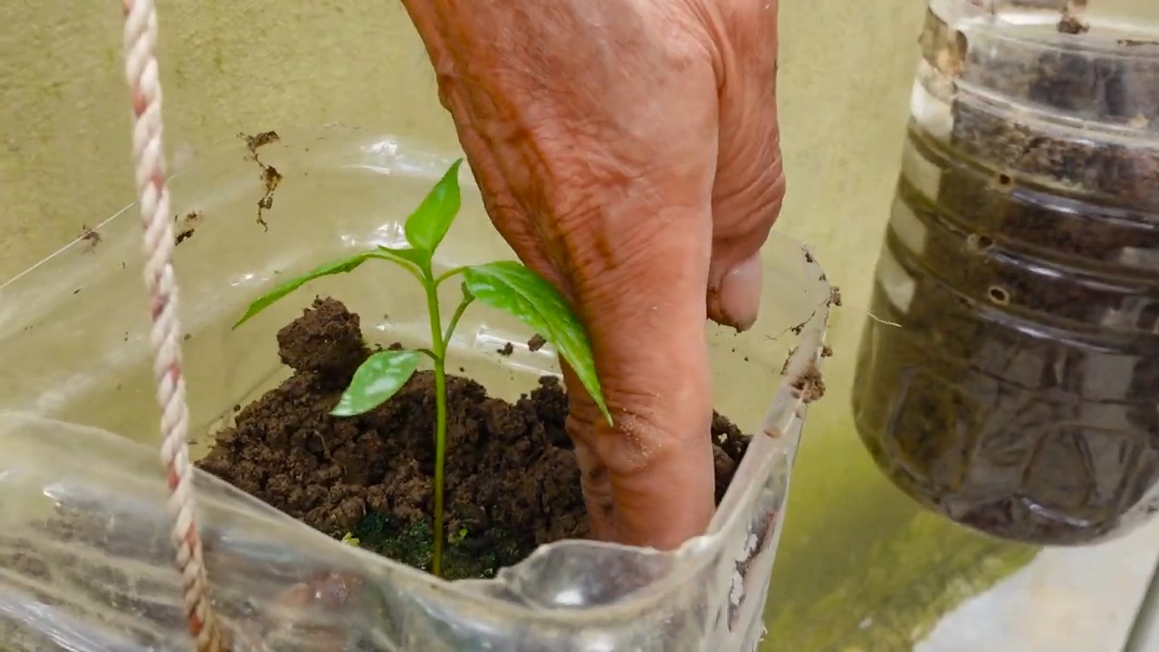 Balcony chili gardening