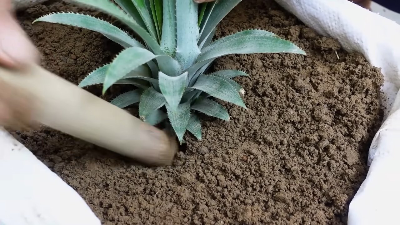 Growing pineapples at home