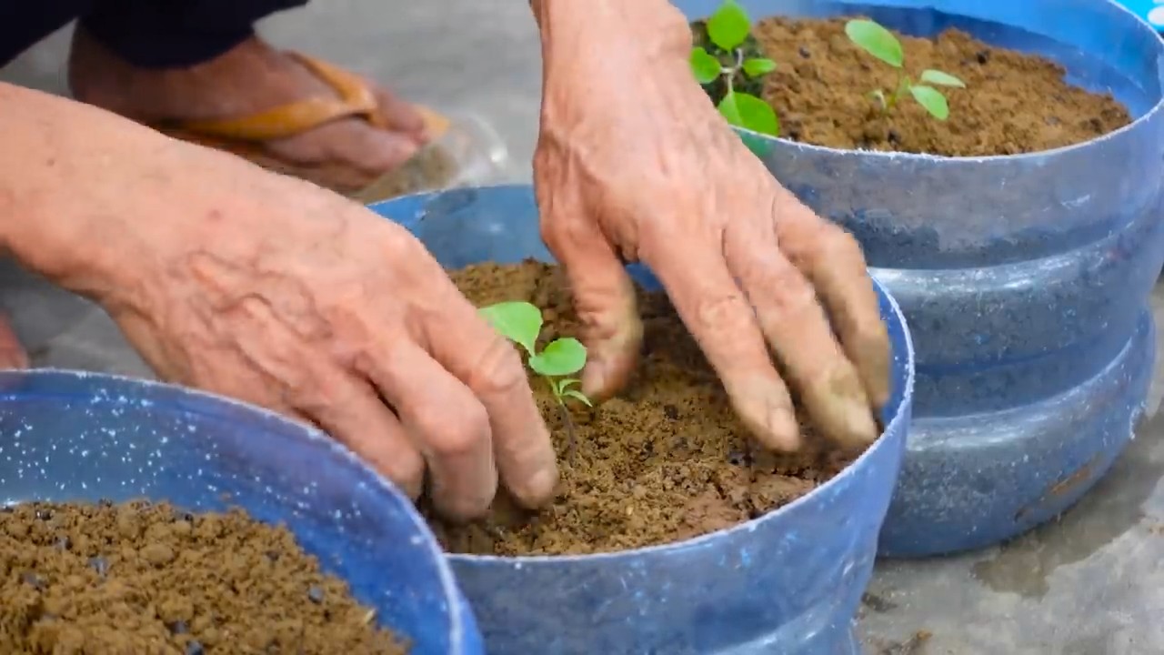 Growing Fruitful Eggplants