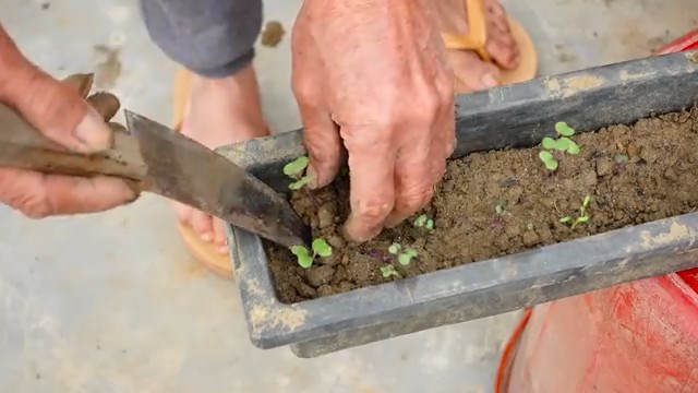 Growing Queen Cabbage