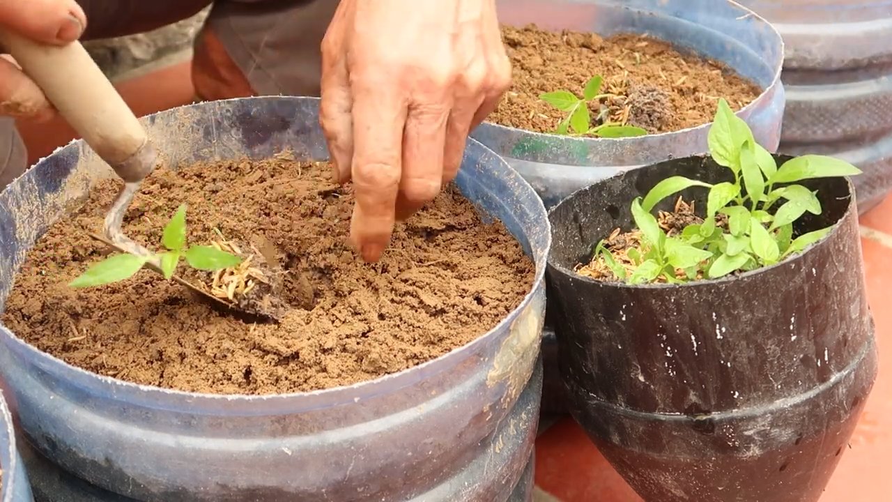 Chili Pepper High Yield