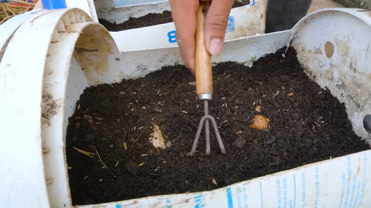Grow Yellow Watermelons in Molds