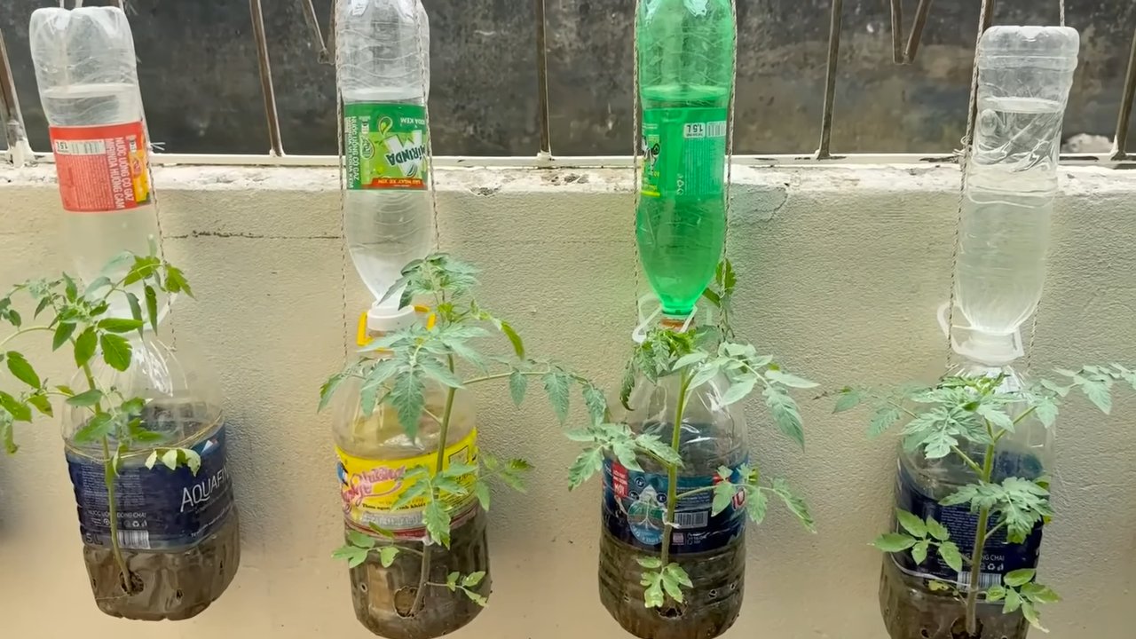 Water saving tomato gardening