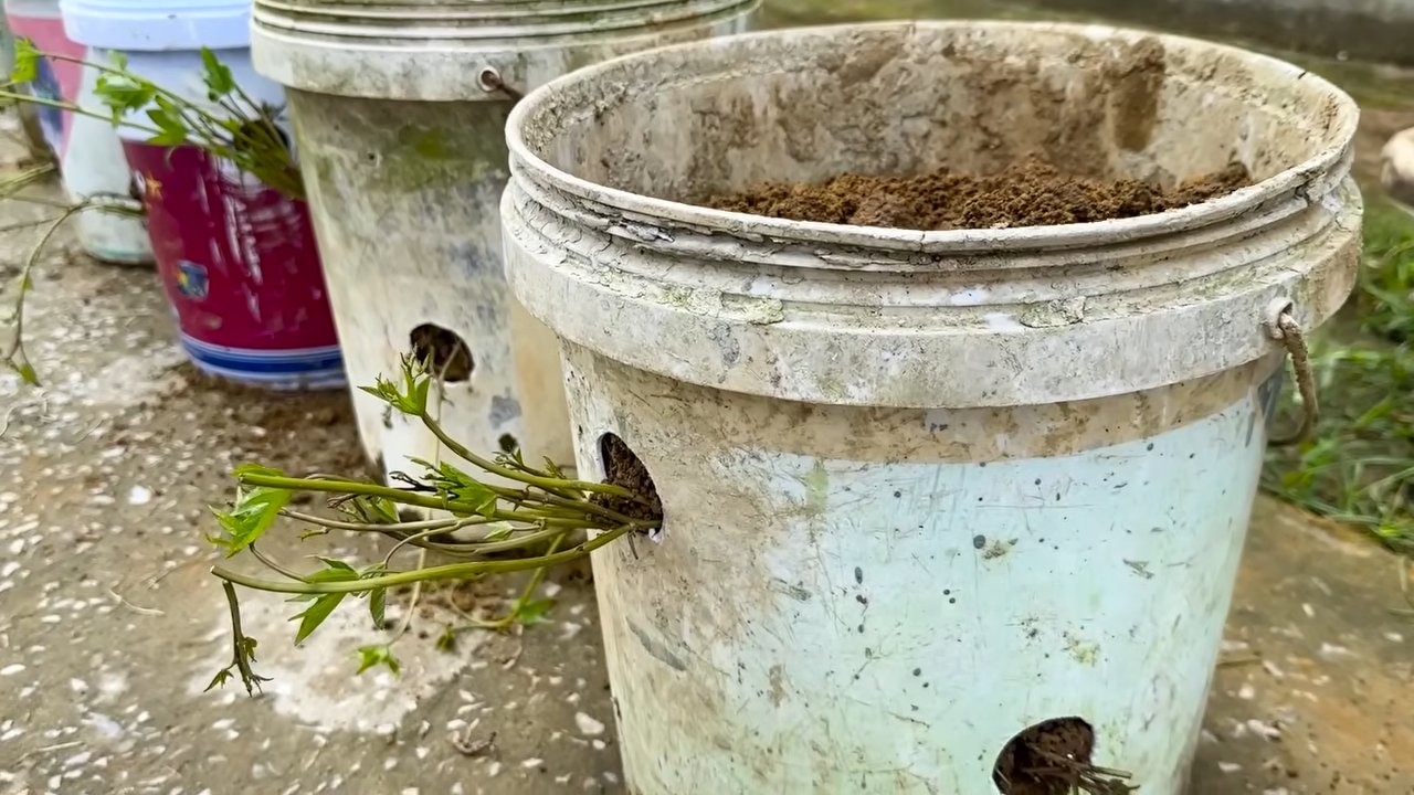 Grow Sweet Potatoes Easily