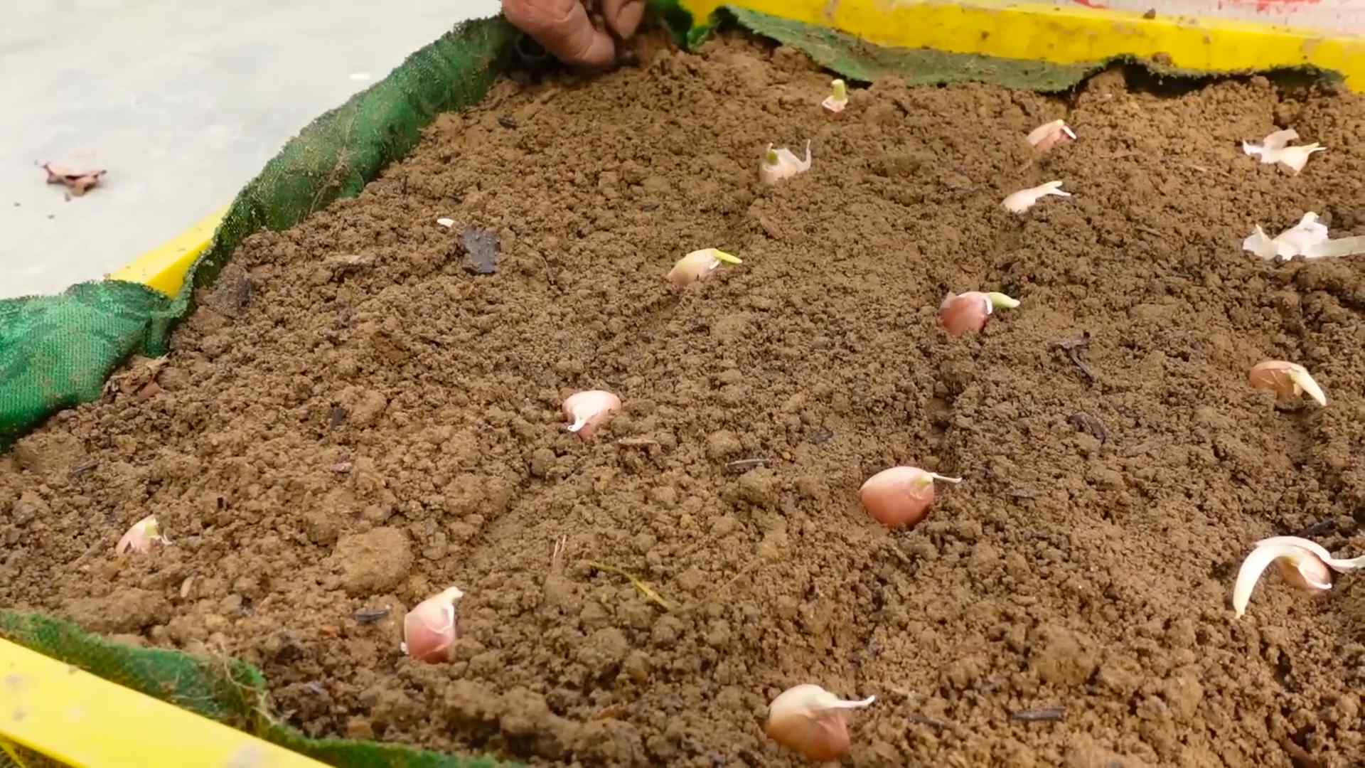Grow garlic at home