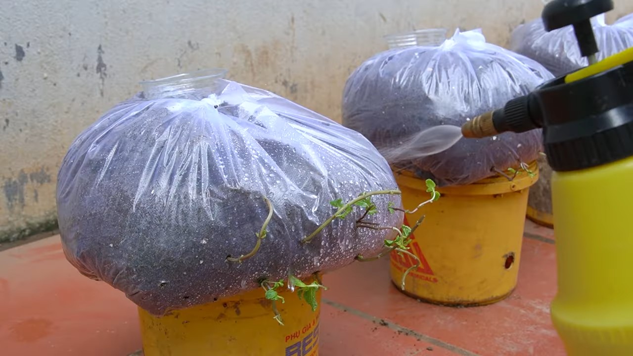 Growing peppermint indoors