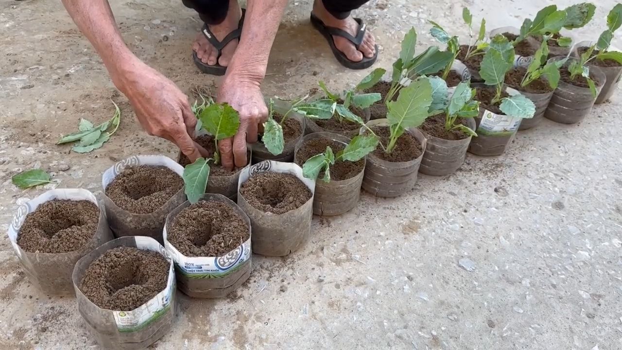 DIY Hanging Garden Home