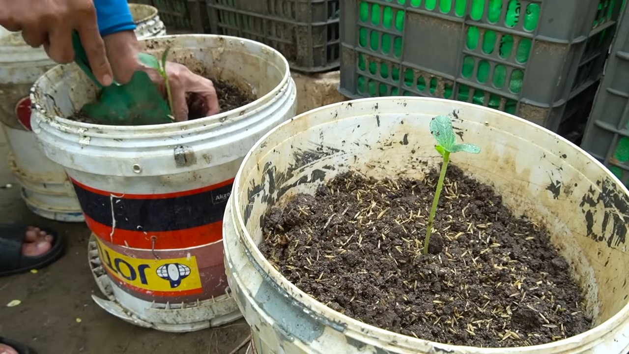 Grow Big Zucchinis at Home
