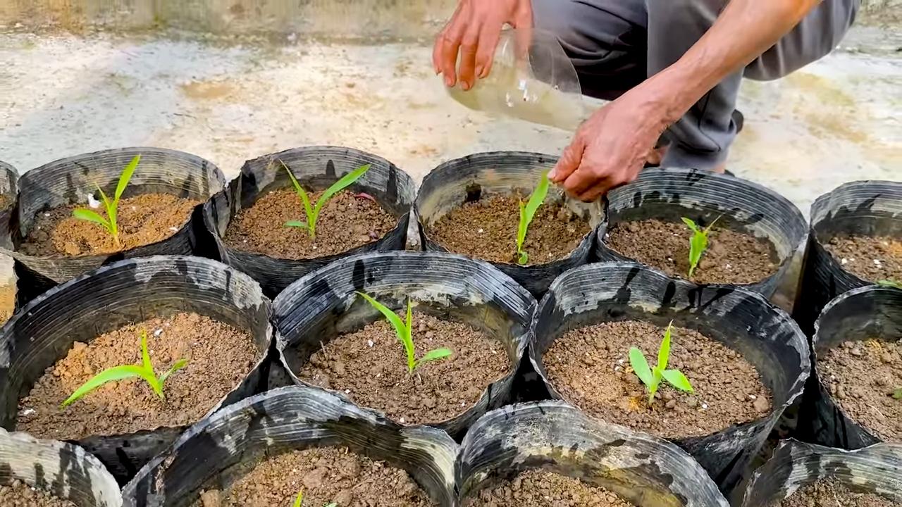 Rooftop Corn Growing Tips