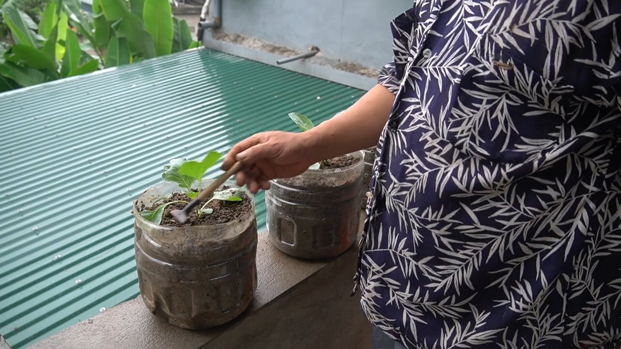 Grow Cauliflower Successfully