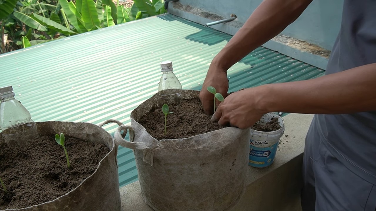 Growing Watermelons in Pots