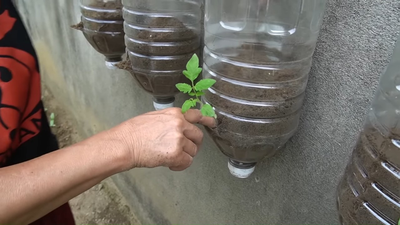Vertical Tomato Growing Tower