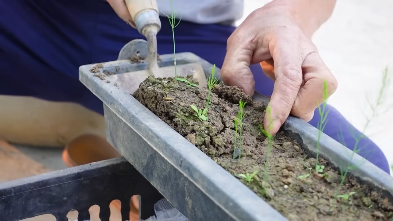 Year Round Asparagus Growing