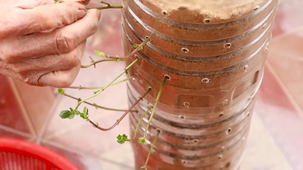 Fresh Herbs Year Round