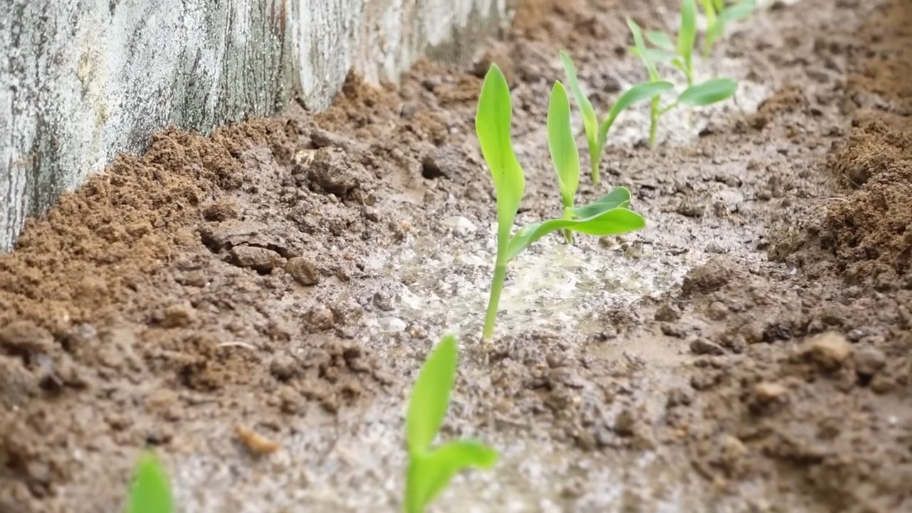 Container corn growing
