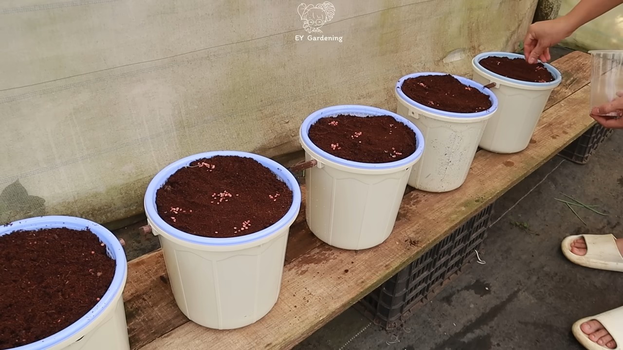 Soil free coriander growing