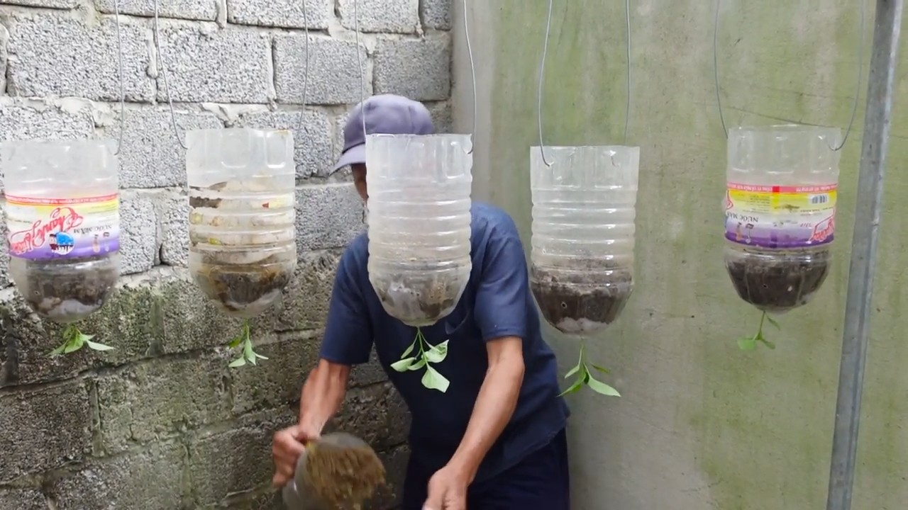 Growing bell peppers creatively