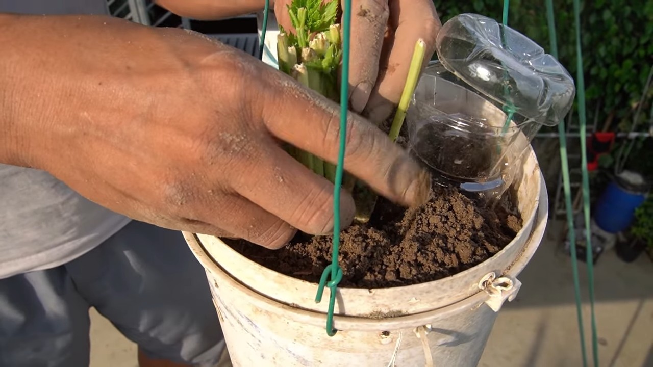 Grow Celery Year Round