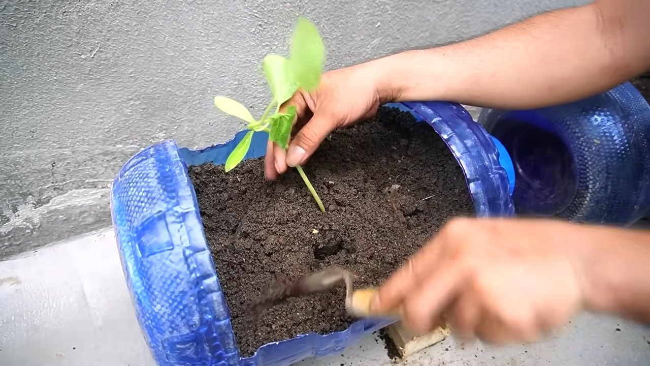 Grow Big Pumpkins at Home