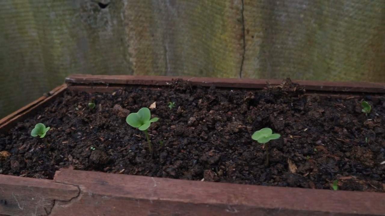 Grow Red Radishes at Home