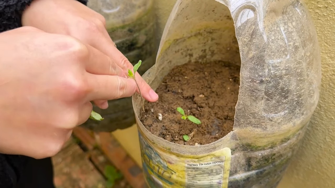 Tomato growth tips