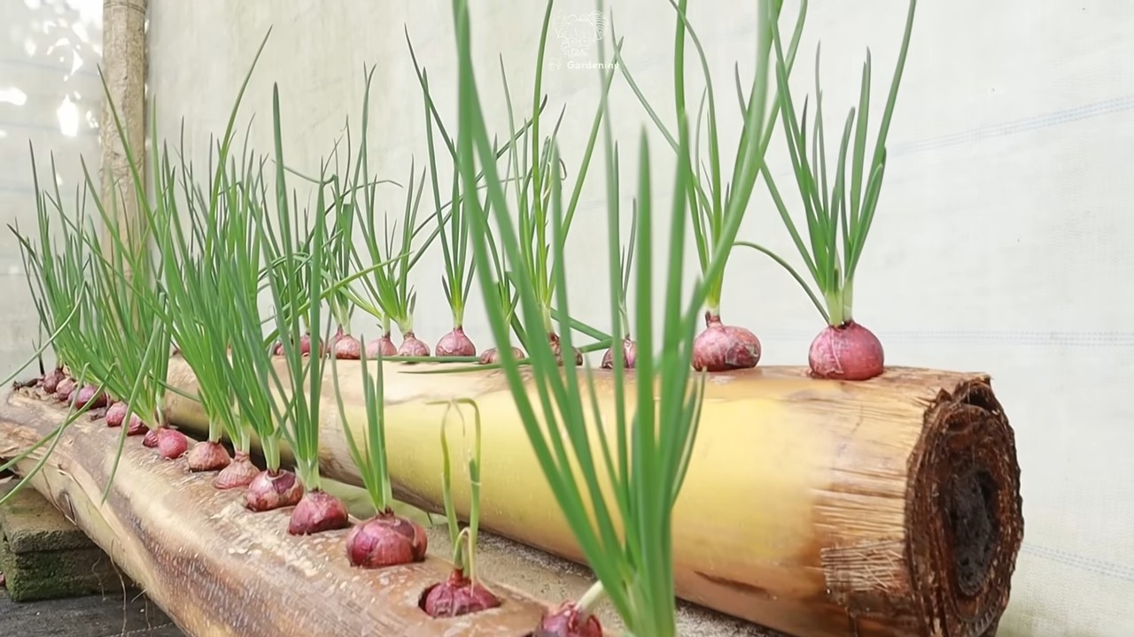 Unusual Onion Growing Method