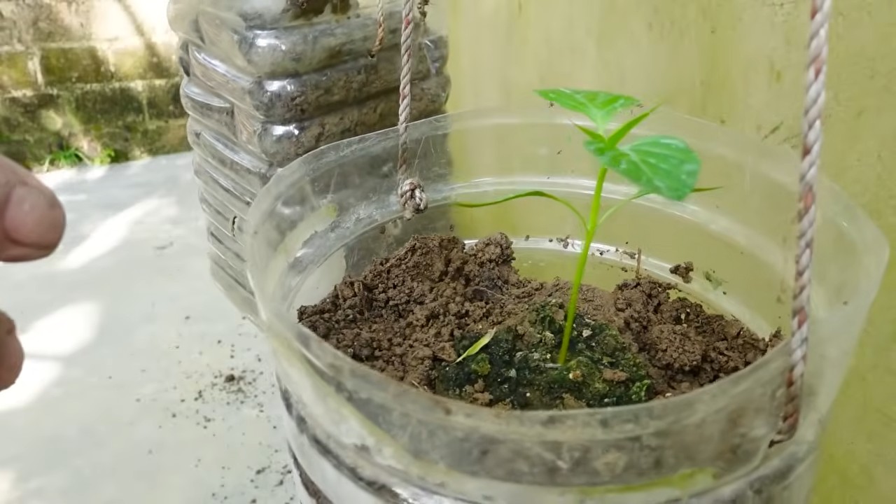 Chili pepper plant propagation
