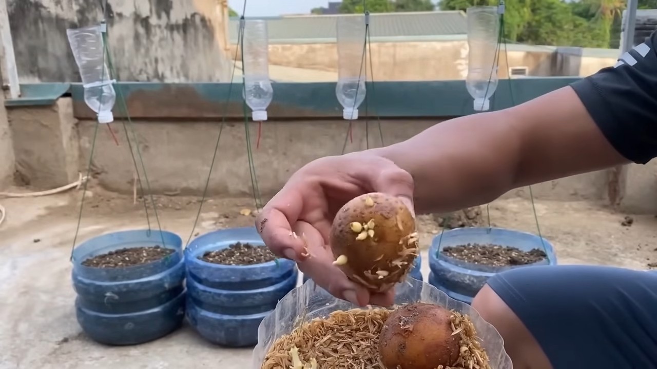 Potato harvest plastic bottle