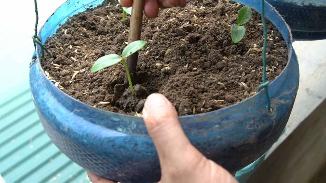 Harvest Malabar Spinach Easily