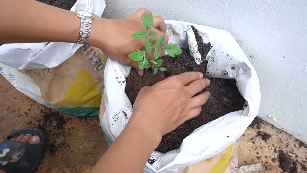 Tomato growing system